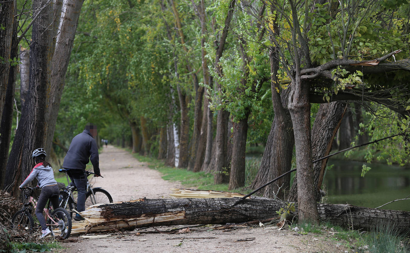 Árboles derribados sobre el Canal. 