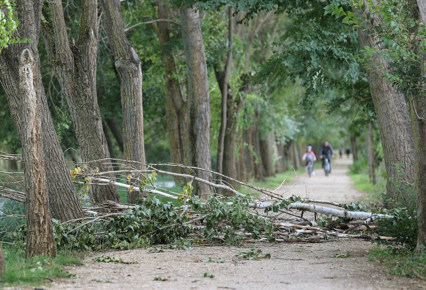 Árboles derribados sobre el Canal. 