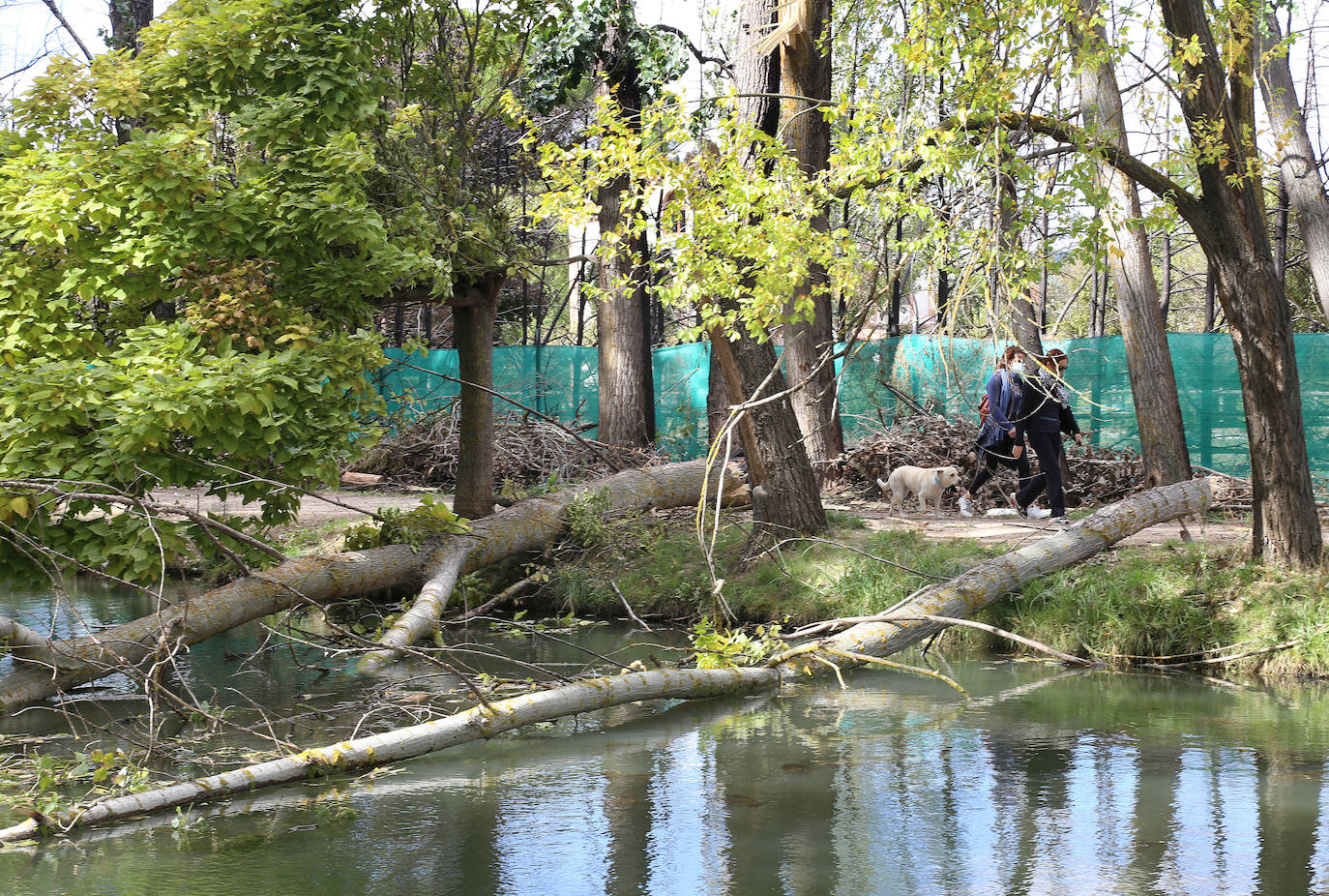 Árboles derribados sobre el Canal. 