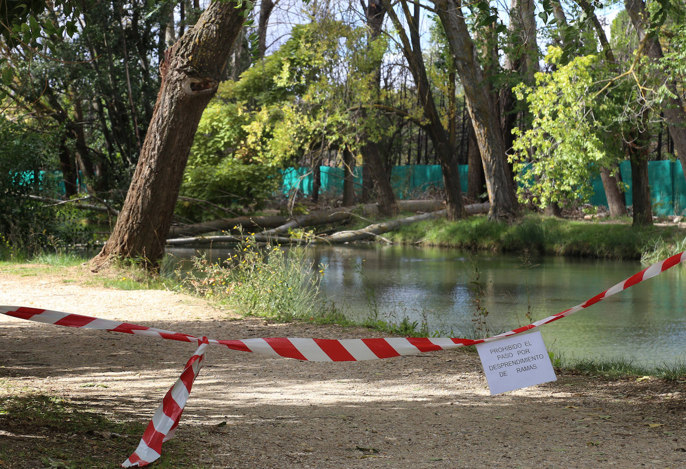 Árboles derribados sobre el Canal. 