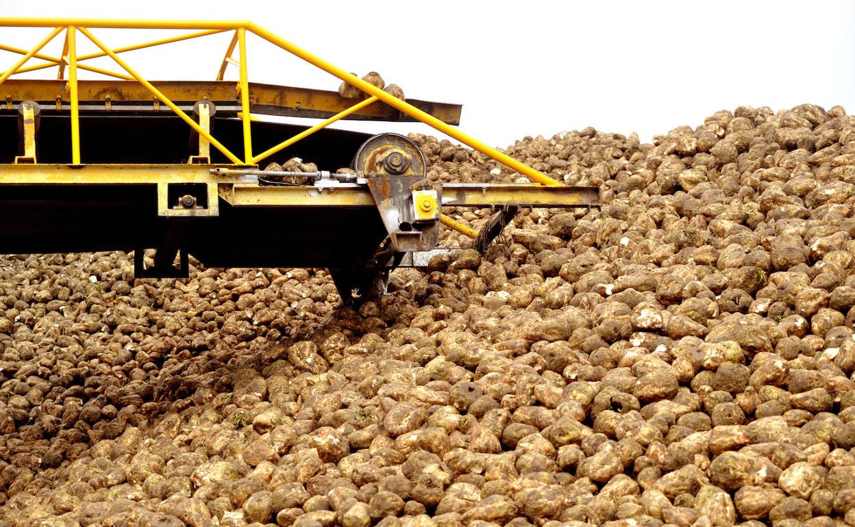 Campaña de la remolacha en la planta de Acor en Olmedo. 