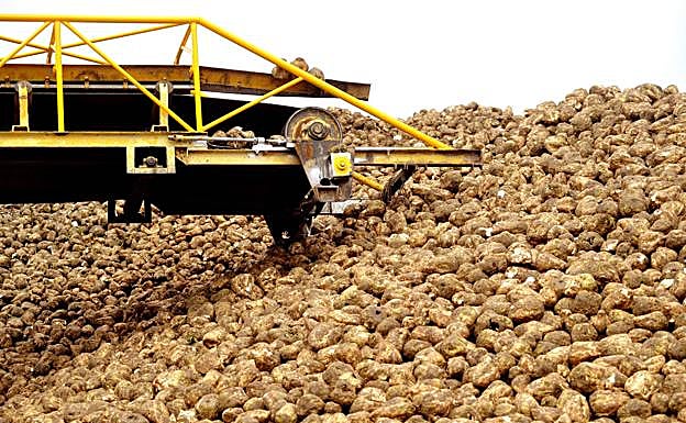 ACOR espera una buena campaña de remolacha y batir el récord con 1,1 millones de toneladas