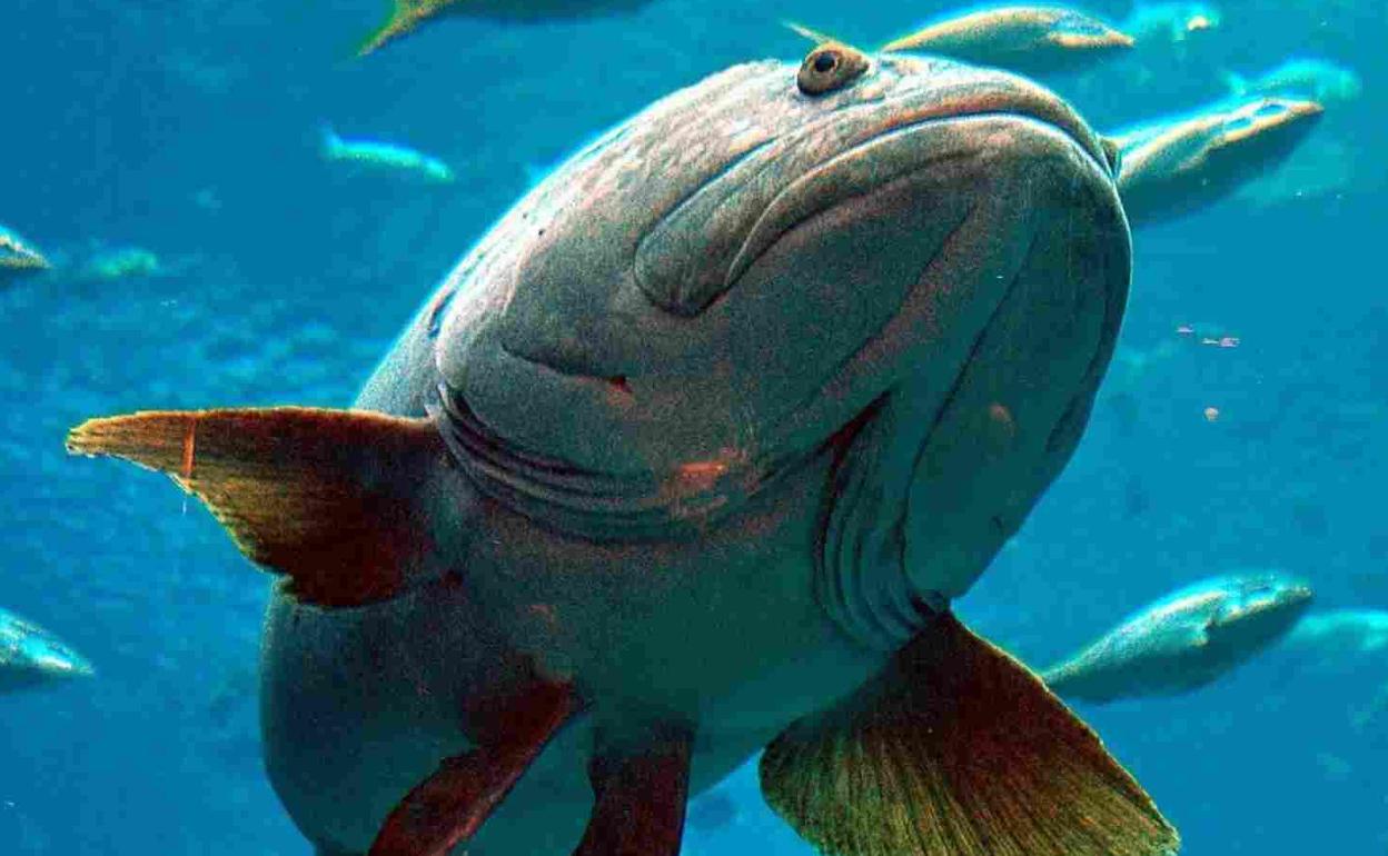 De la mar... el mero