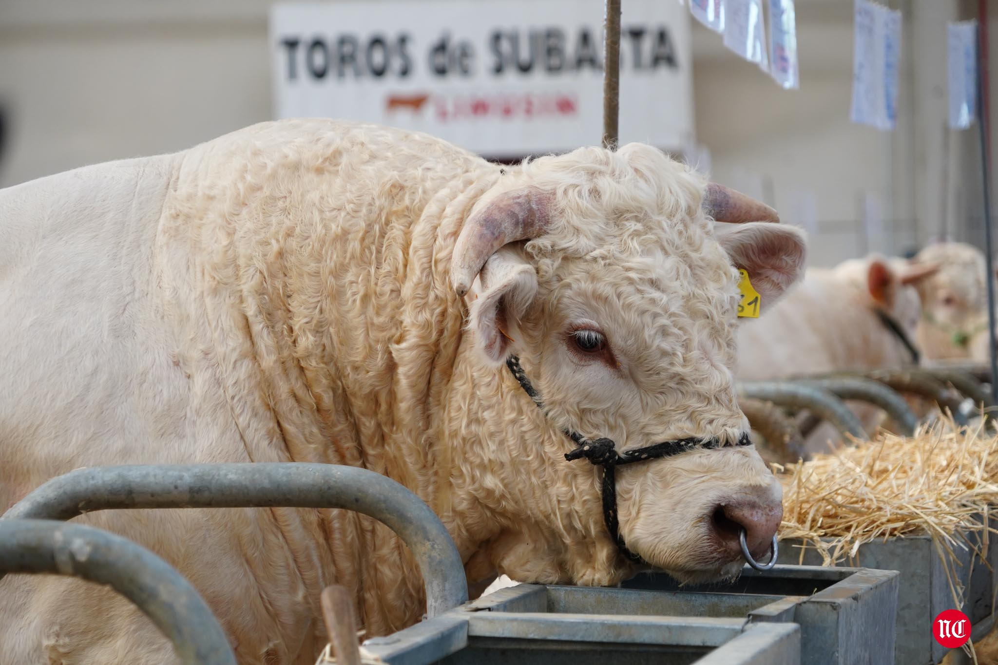 Fotos: La primera subasta on line de ganado vacuno en Salamanca