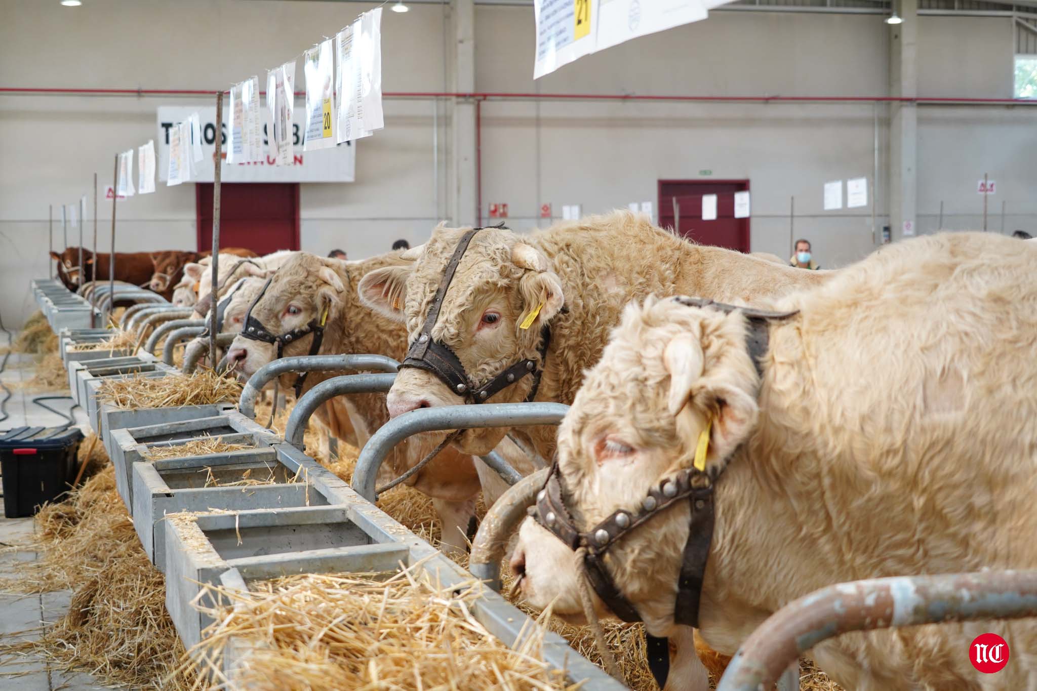 Fotos: La primera subasta on line de ganado vacuno en Salamanca
