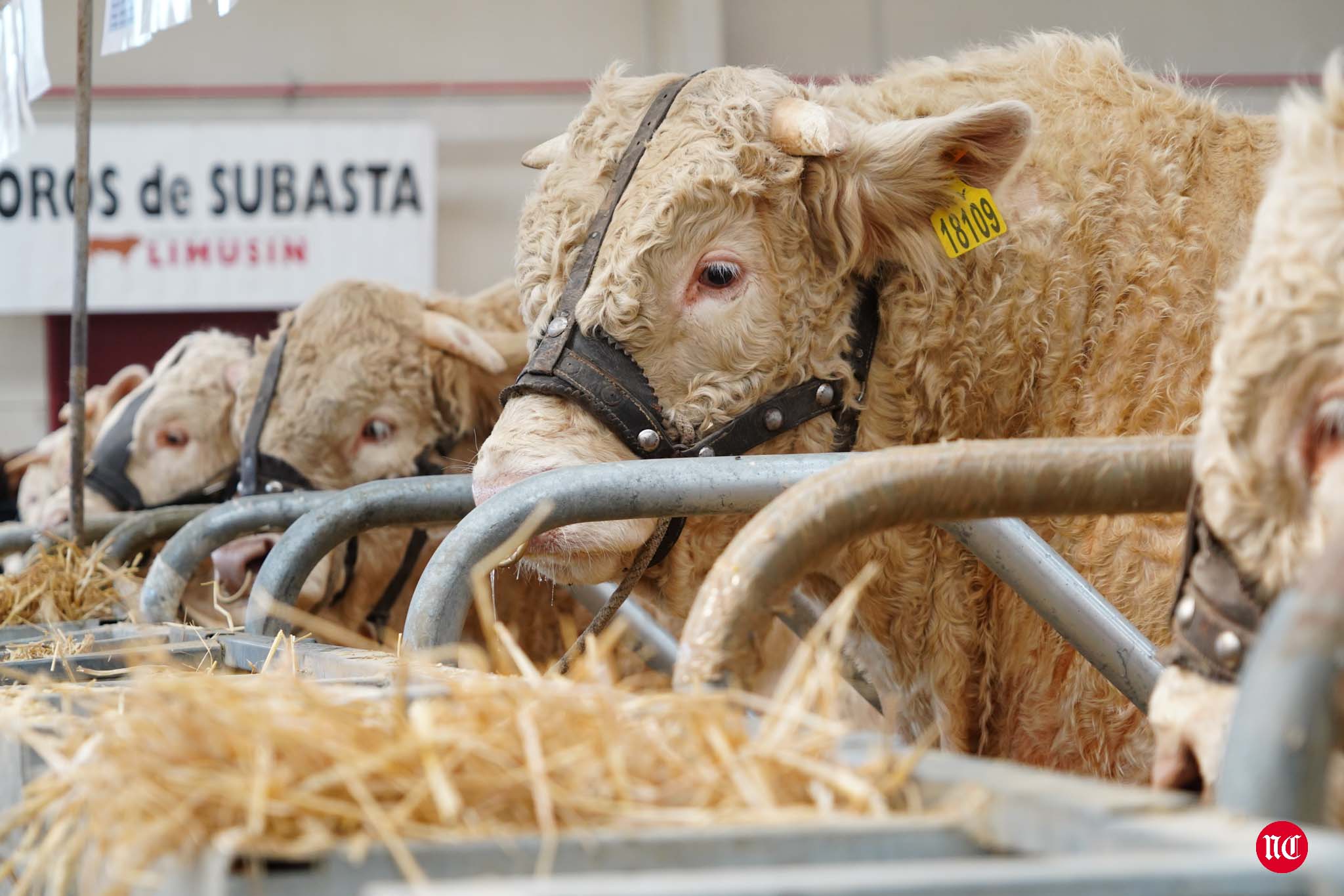 Fotos: La primera subasta on line de ganado vacuno en Salamanca