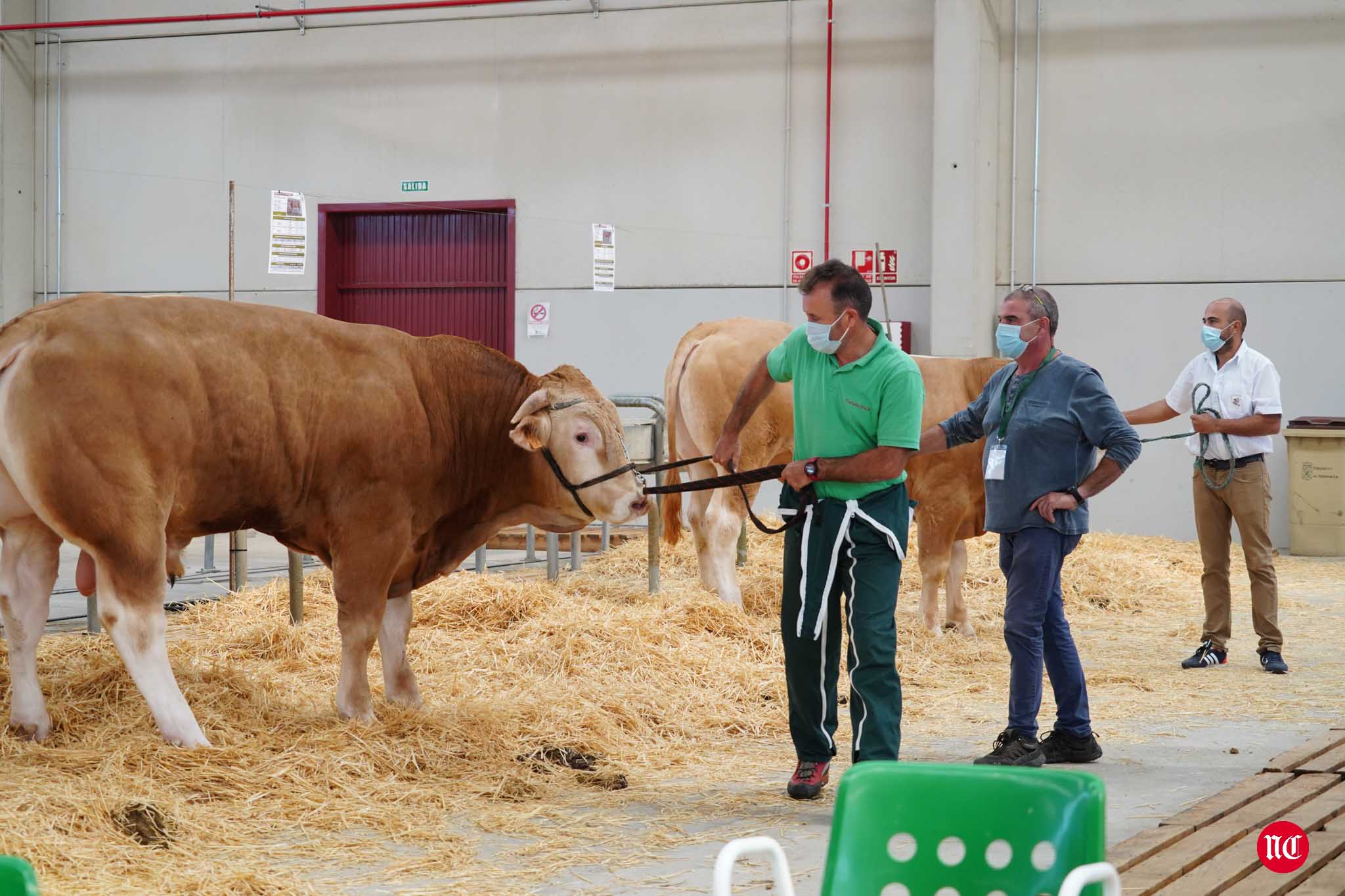 Fotos: La primera subasta on line de ganado vacuno en Salamanca