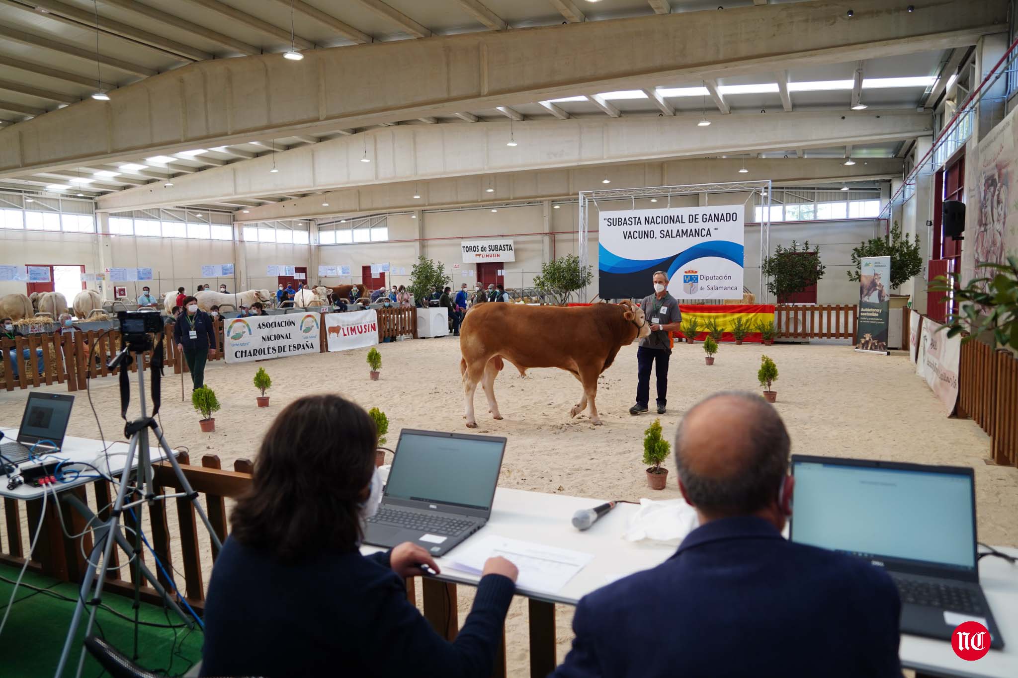 Fotos: La primera subasta on line de ganado vacuno en Salamanca