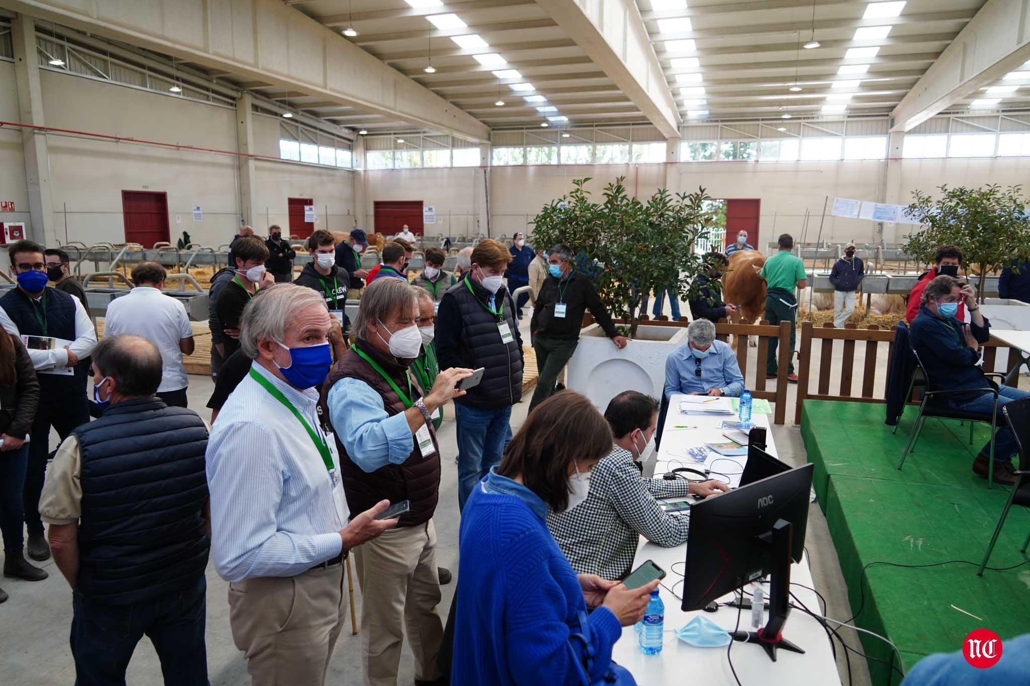 Fotos: La primera subasta on line de ganado vacuno en Salamanca