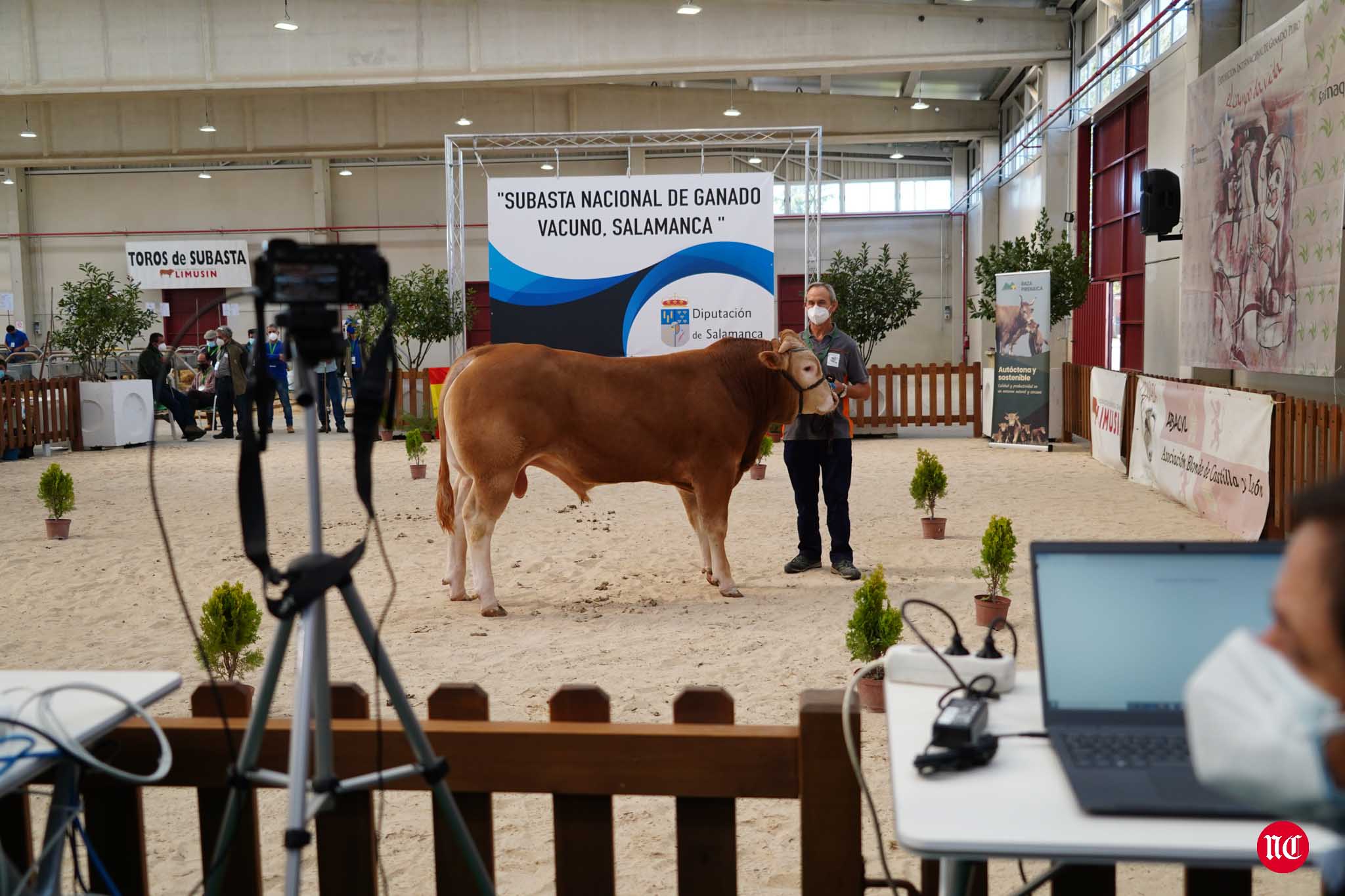 Fotos: La primera subasta on line de ganado vacuno en Salamanca