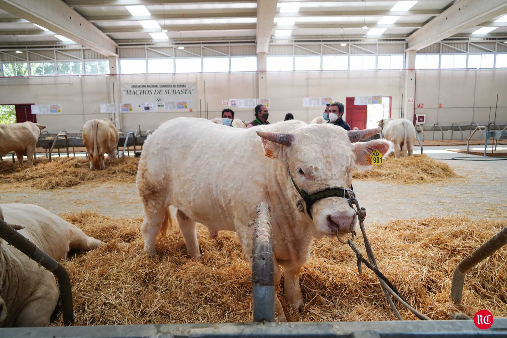 Fotos: La primera subasta on line de ganado vacuno en Salamanca