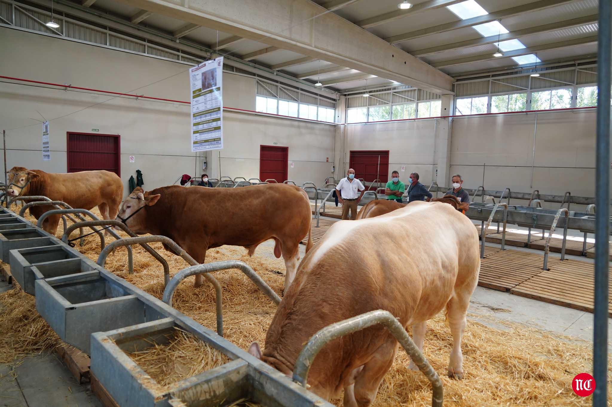 Fotos: La primera subasta on line de ganado vacuno en Salamanca