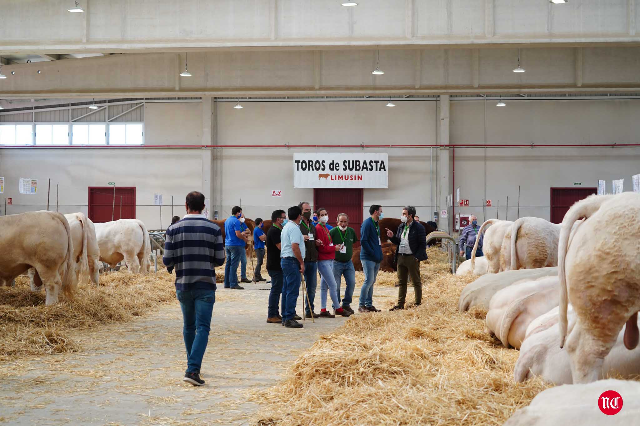 Fotos: La primera subasta on line de ganado vacuno en Salamanca