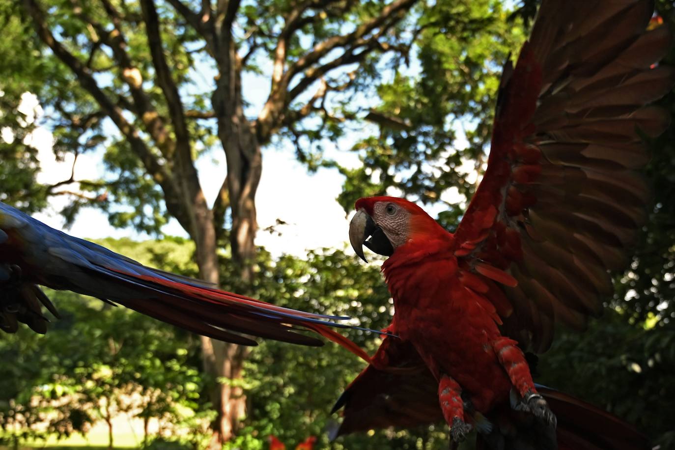 Fotos: La impresionante escalera de jeroglíficos maya