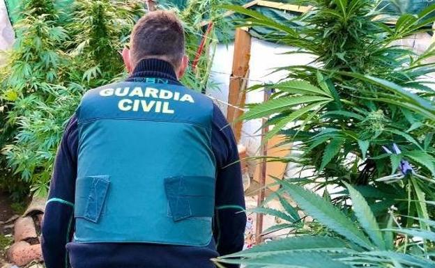 Detenido con 40 kilos de marihuana en su casa en un pueblo de Palencia