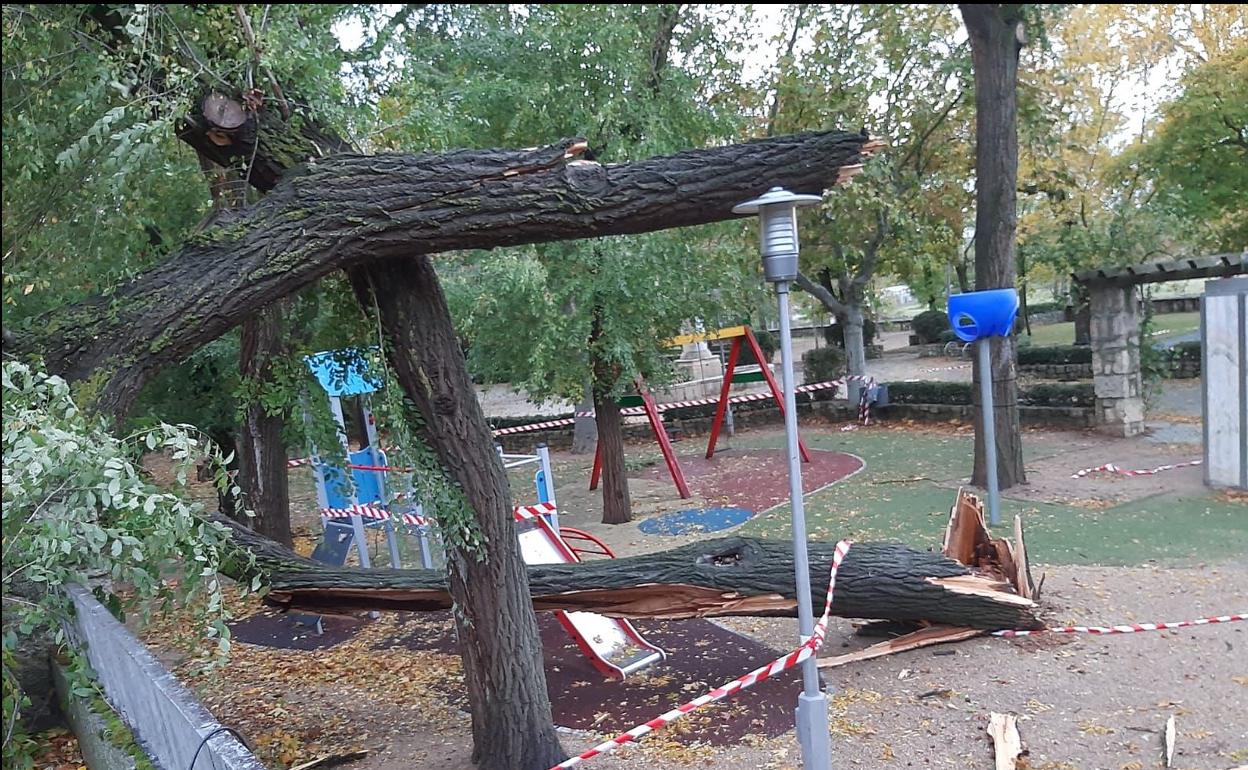 Árboles caídos en el parque Duque de Osuna de Medina de Rioseco.