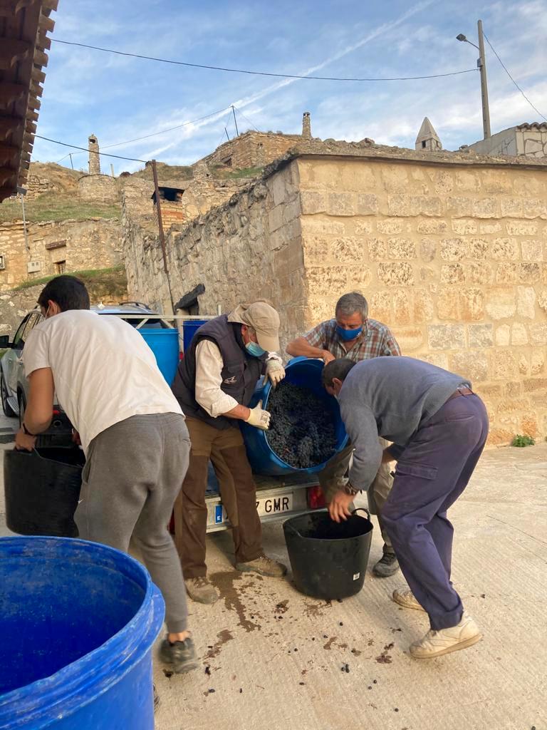 Varios miembros de la Asociación durante la vendimia