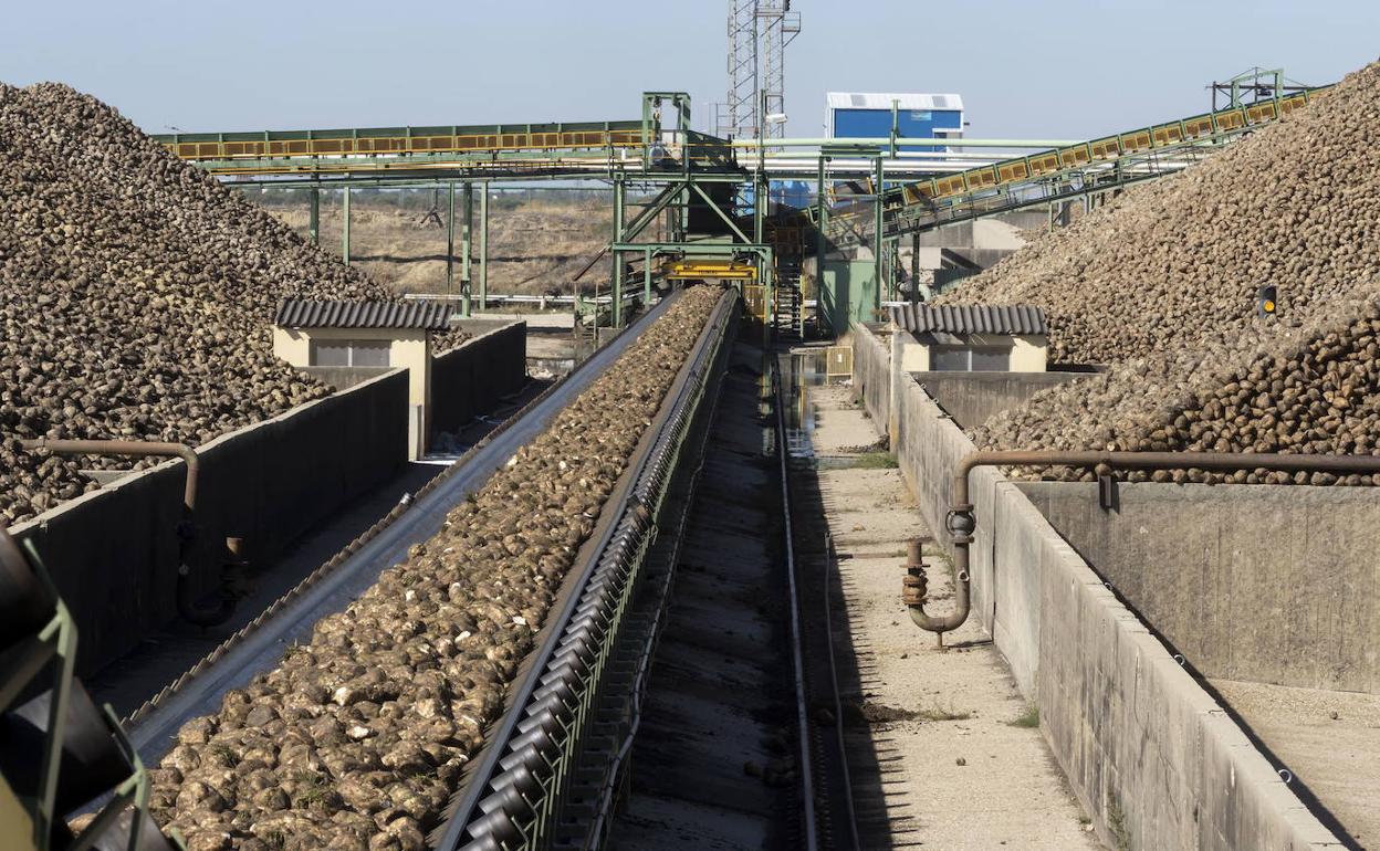 Presentación de la campaña de 2019 en la planta azucarera de Acor en Olmedo.