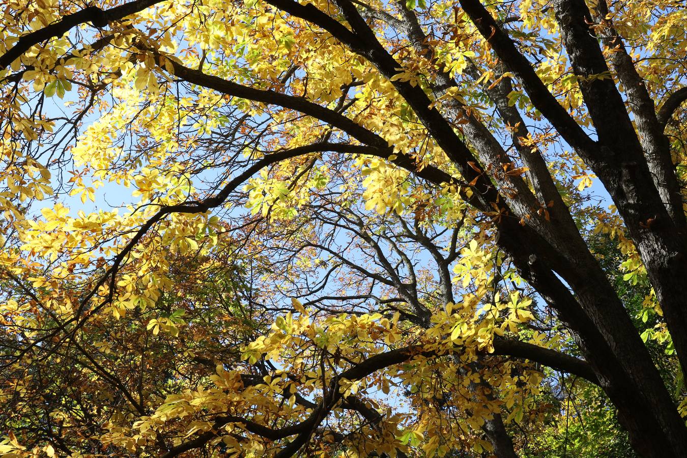 Fotos: Otoño en Valladolid