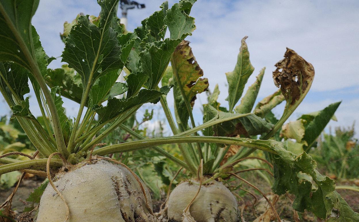 Remolacha en El Campillo. 