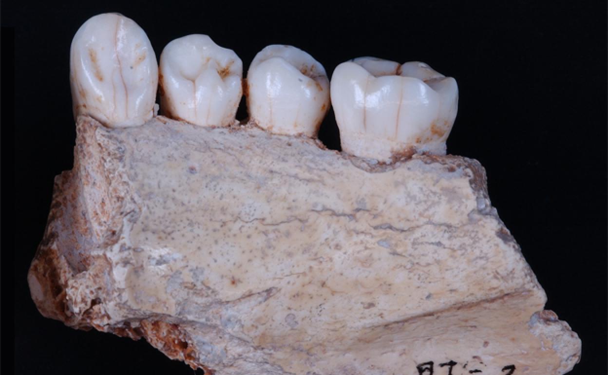 Fragmento de mandíbula AT-2, recuperada en 1976 entre los sedimentos removidos. Se han encontrado varios dientes sueltos, que son compatibles con este ejemplar y que se han asignado al individuo II. 