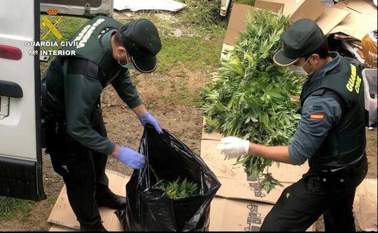 Plantación de marihuana incautada en Ávila. 