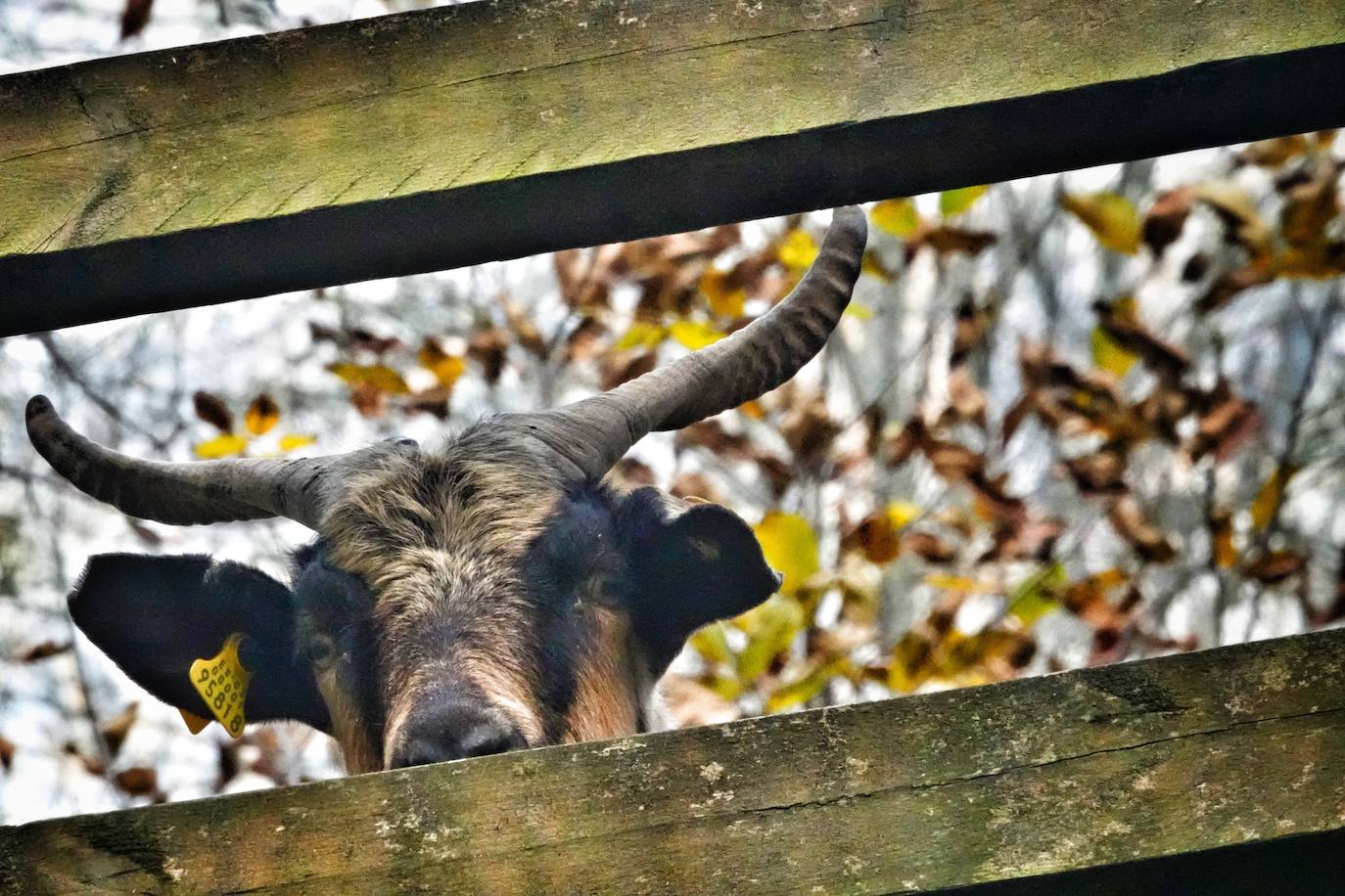 Fotos: Los colores del otoño visten los Picos de Europa