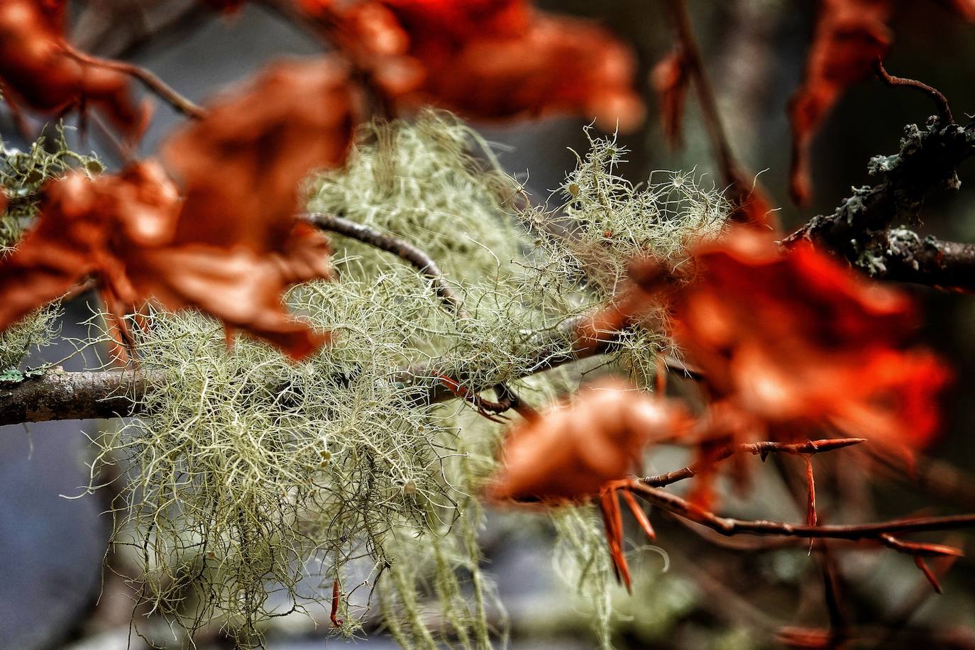 Fotos: Los colores del otoño visten los Picos de Europa