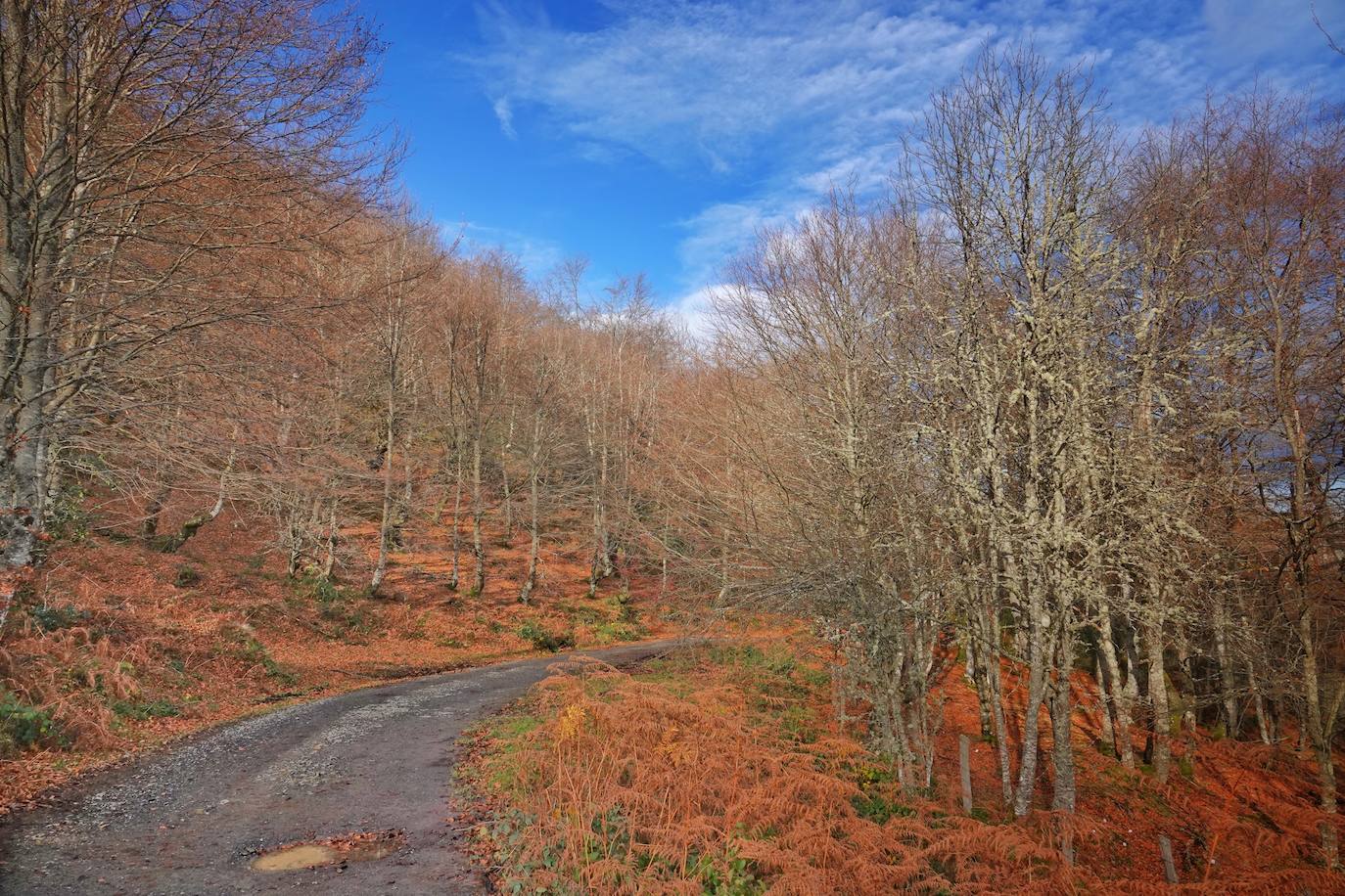 Fotos: Los colores del otoño visten los Picos de Europa