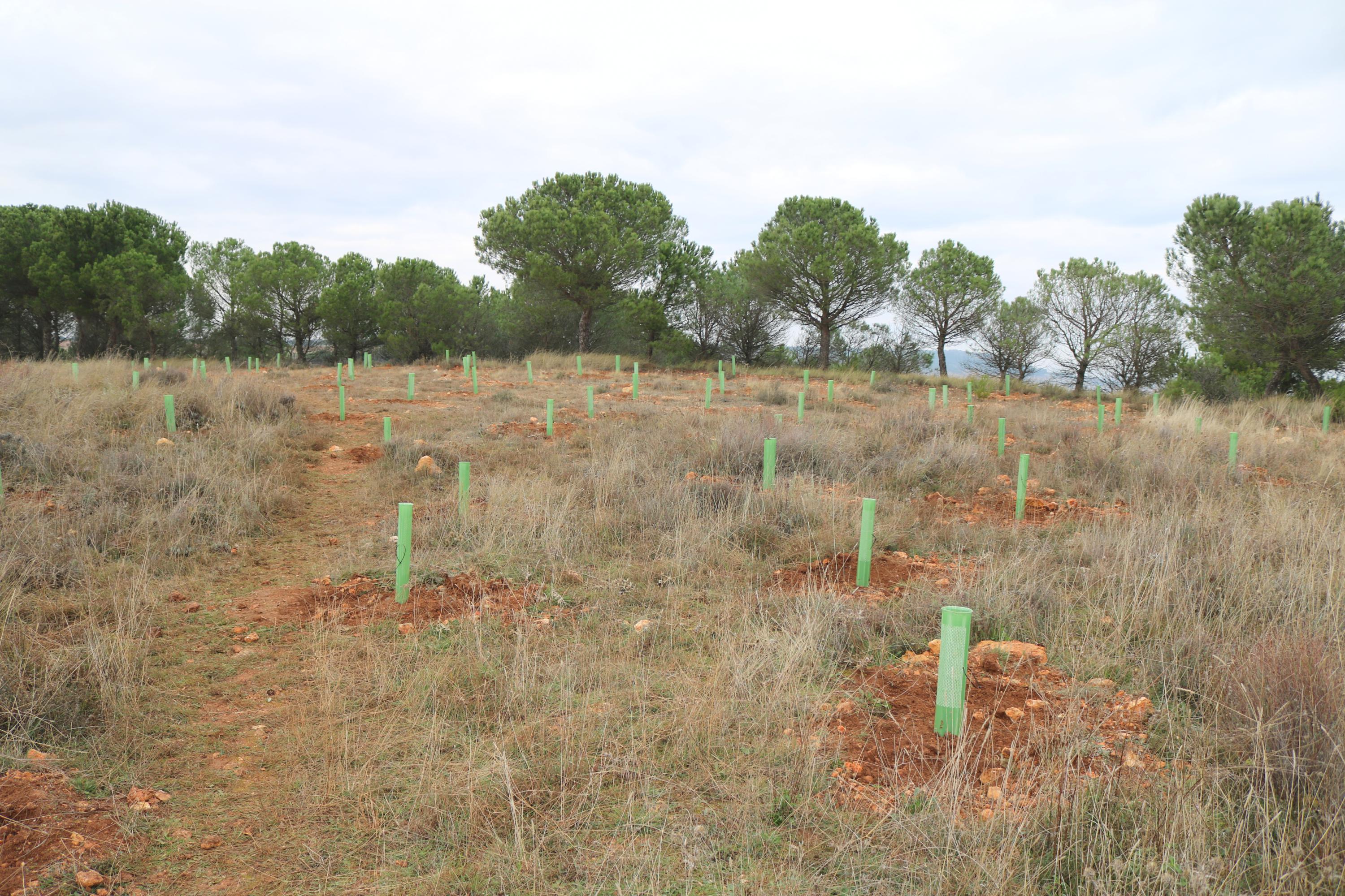 Más de 150 vecinos participaron en la plantación llevada a cabo en Villamuriel de Cerrato