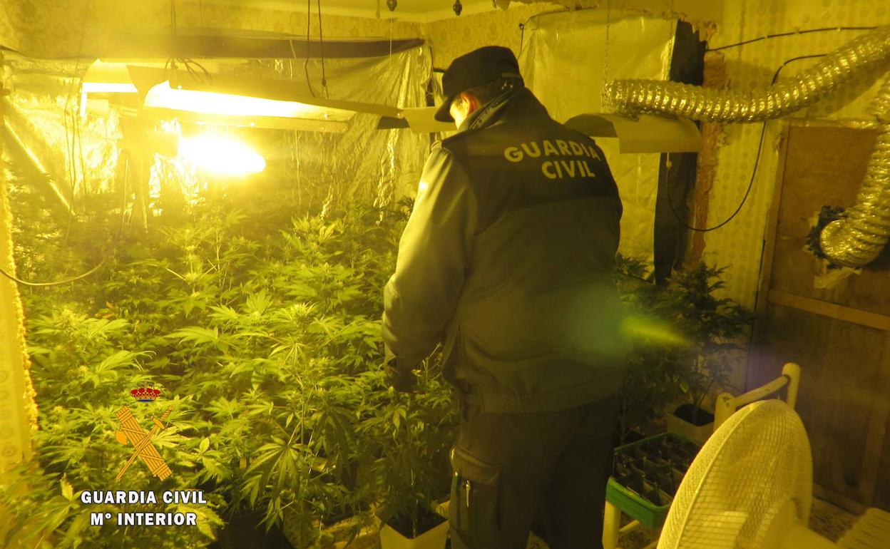 Desmantelamiento de una plantación de marihuana en Salamanca. 