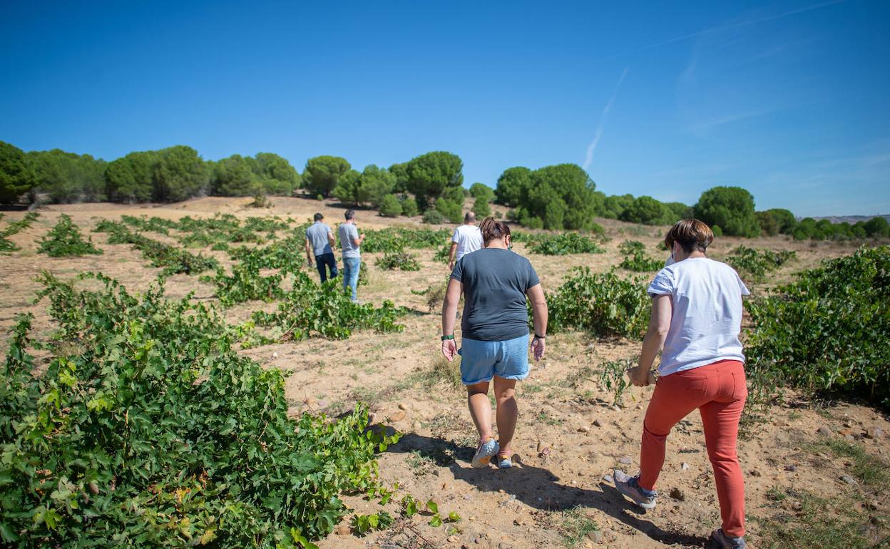 Algunos de los socios de Cowine visitan el viñedo de verdejo de Toro con el que han elaborado el vino Fisgona. 