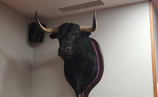 El Toro de la Vega de 2019, nuevo inquilino del salón de plenos del Ayuntamiento de Tordesillas