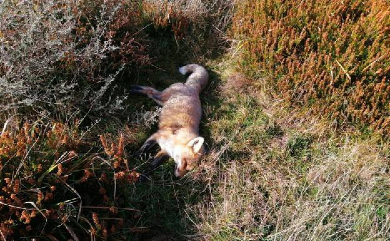 Hallan varios animales envenenados en el límite entre Brañosera y Valdeolea