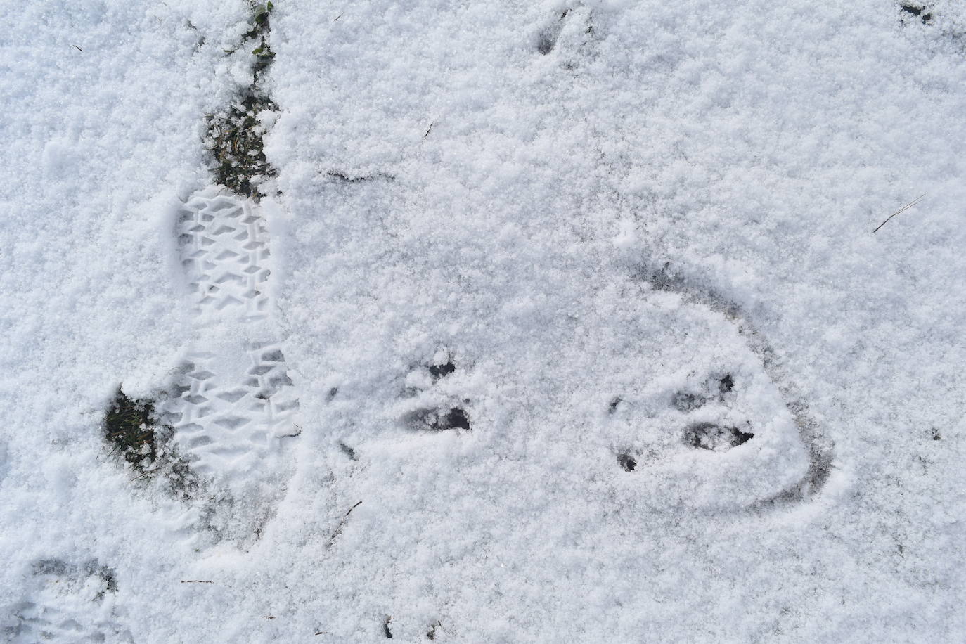 La borrasca Dora provoca las primeras nevadas en la zona norte de Palencia.