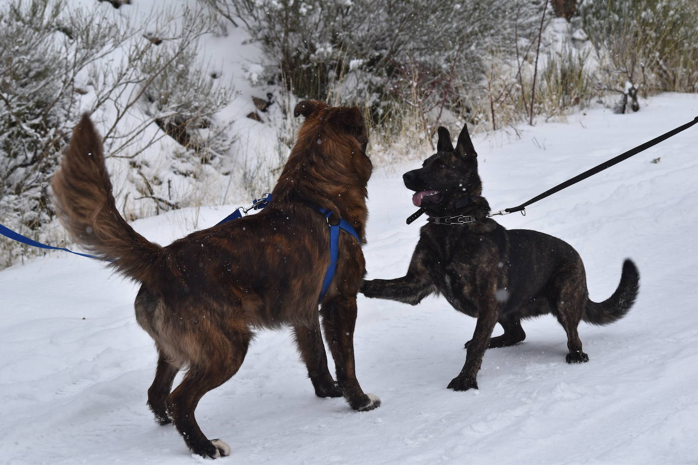 La nieve convierte Brañosera en zona de juegos en familia