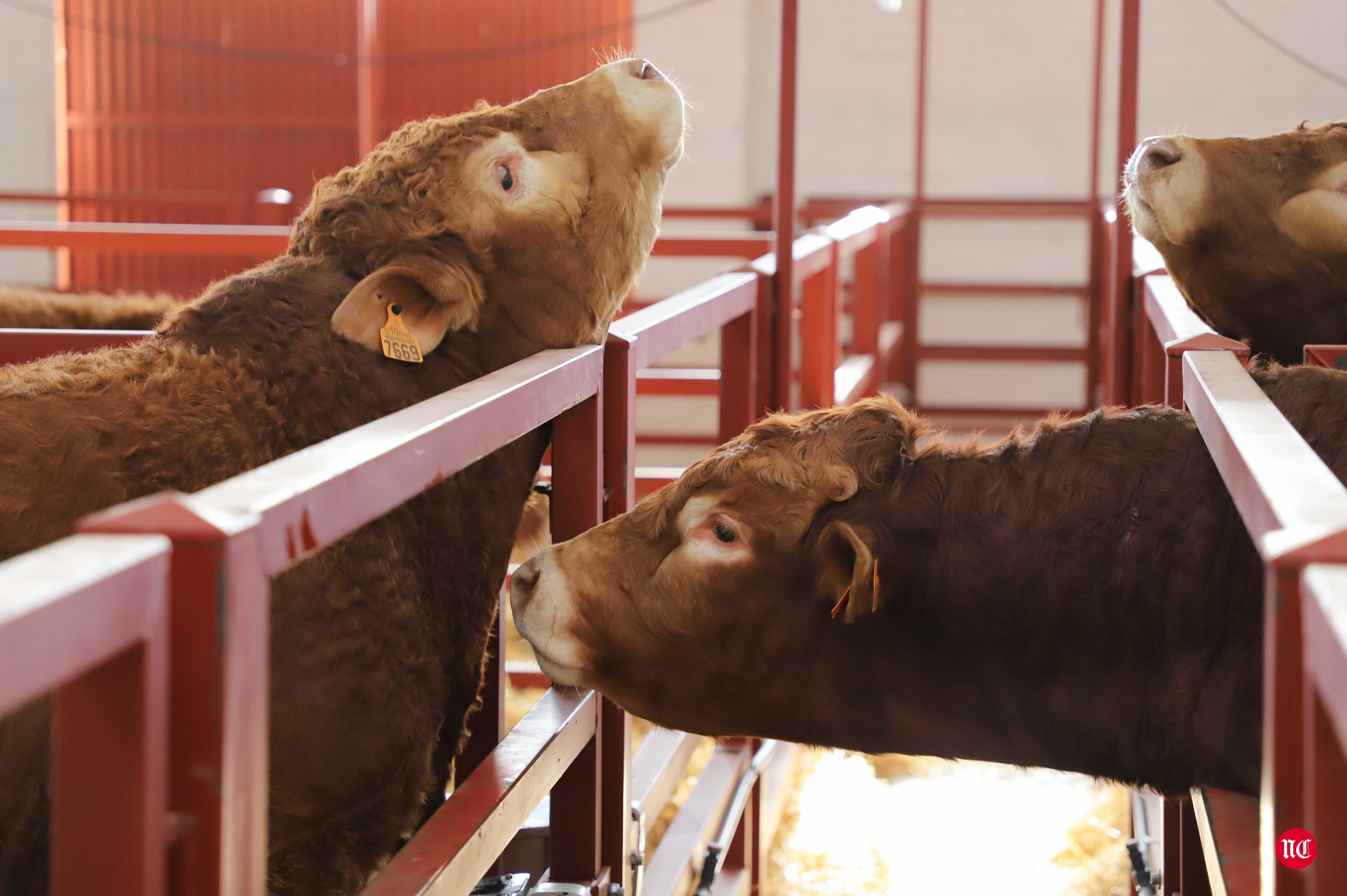 Fotos: Subasta Online de ganado Limusin