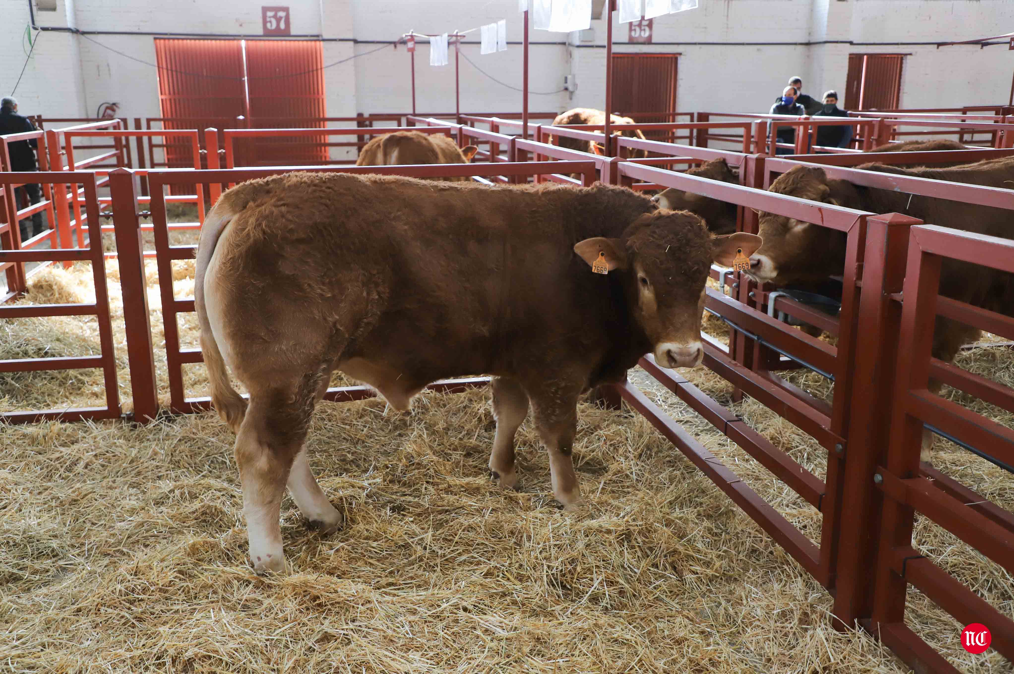 Fotos: Subasta Online de ganado Limusin