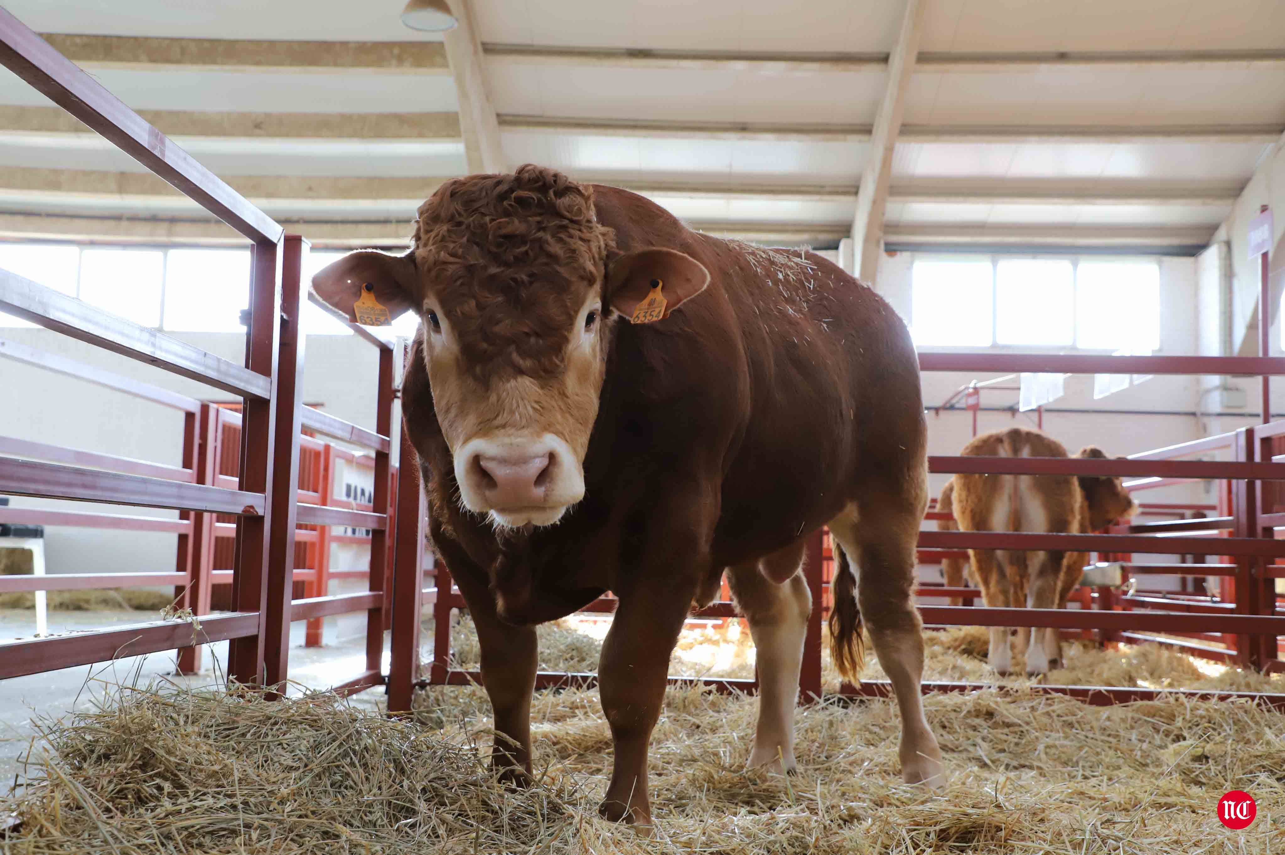 Fotos: Subasta Online de ganado Limusin