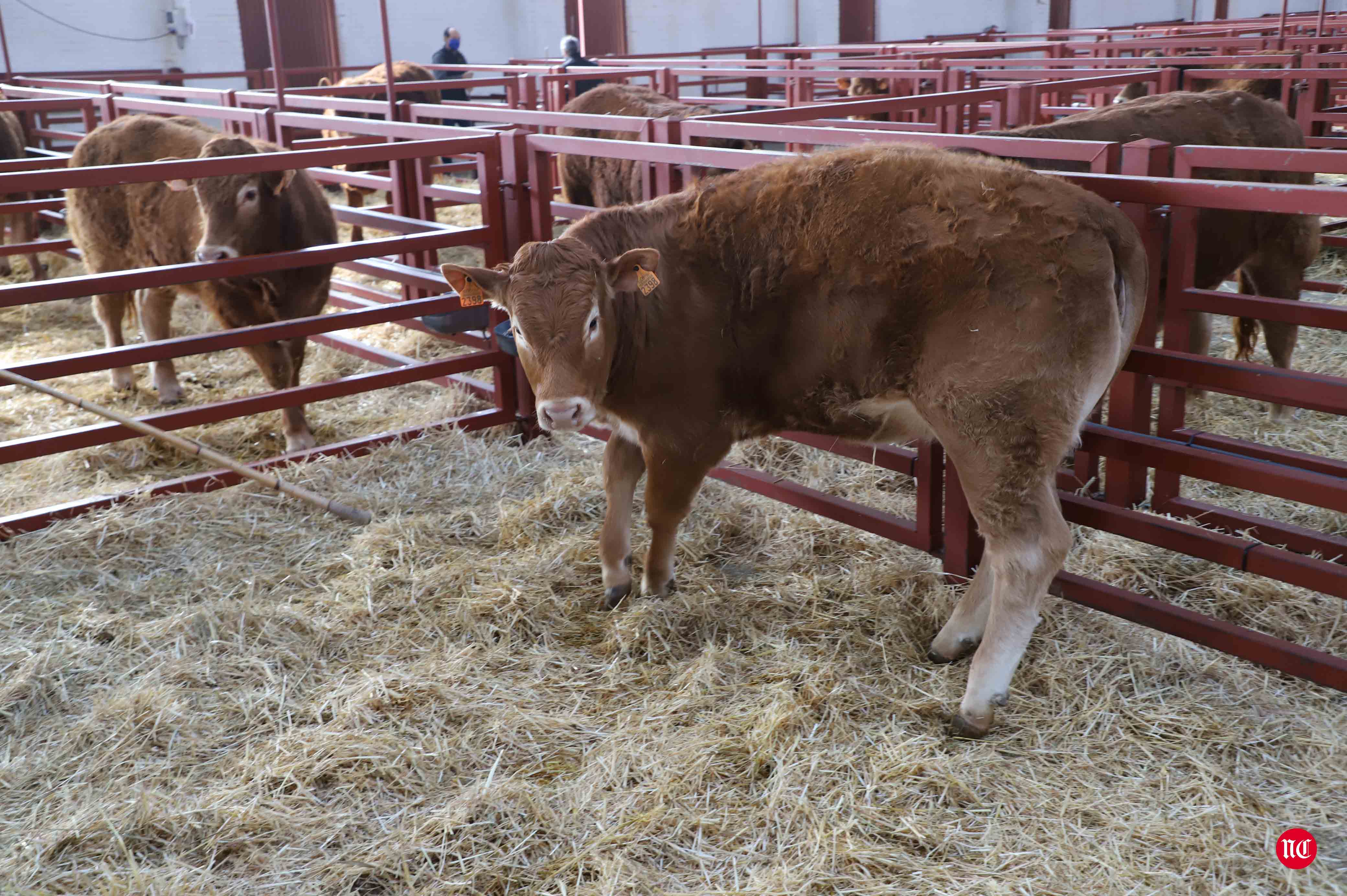 Fotos: Subasta Online de ganado Limusin