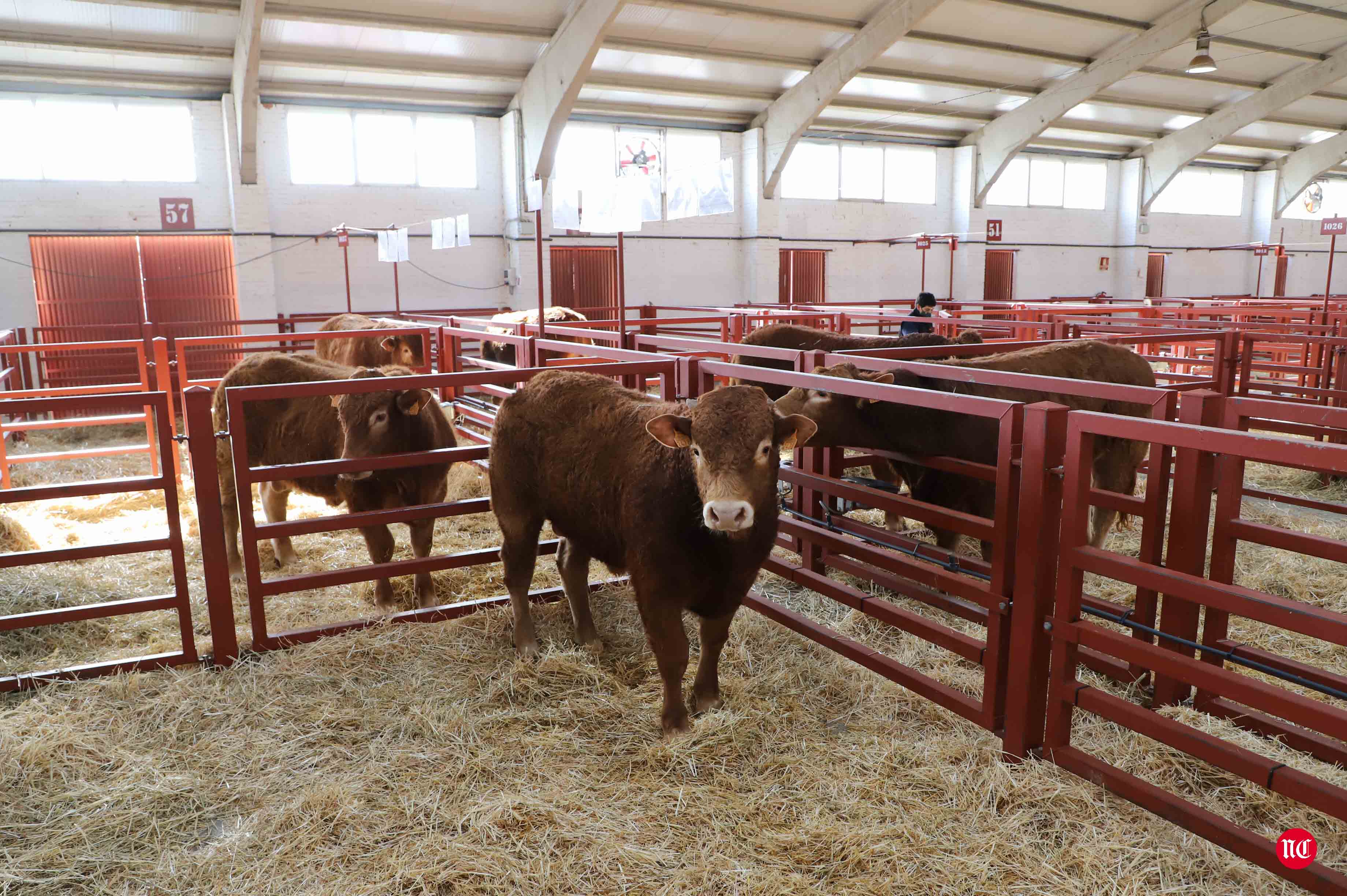 Fotos: Subasta Online de ganado Limusin