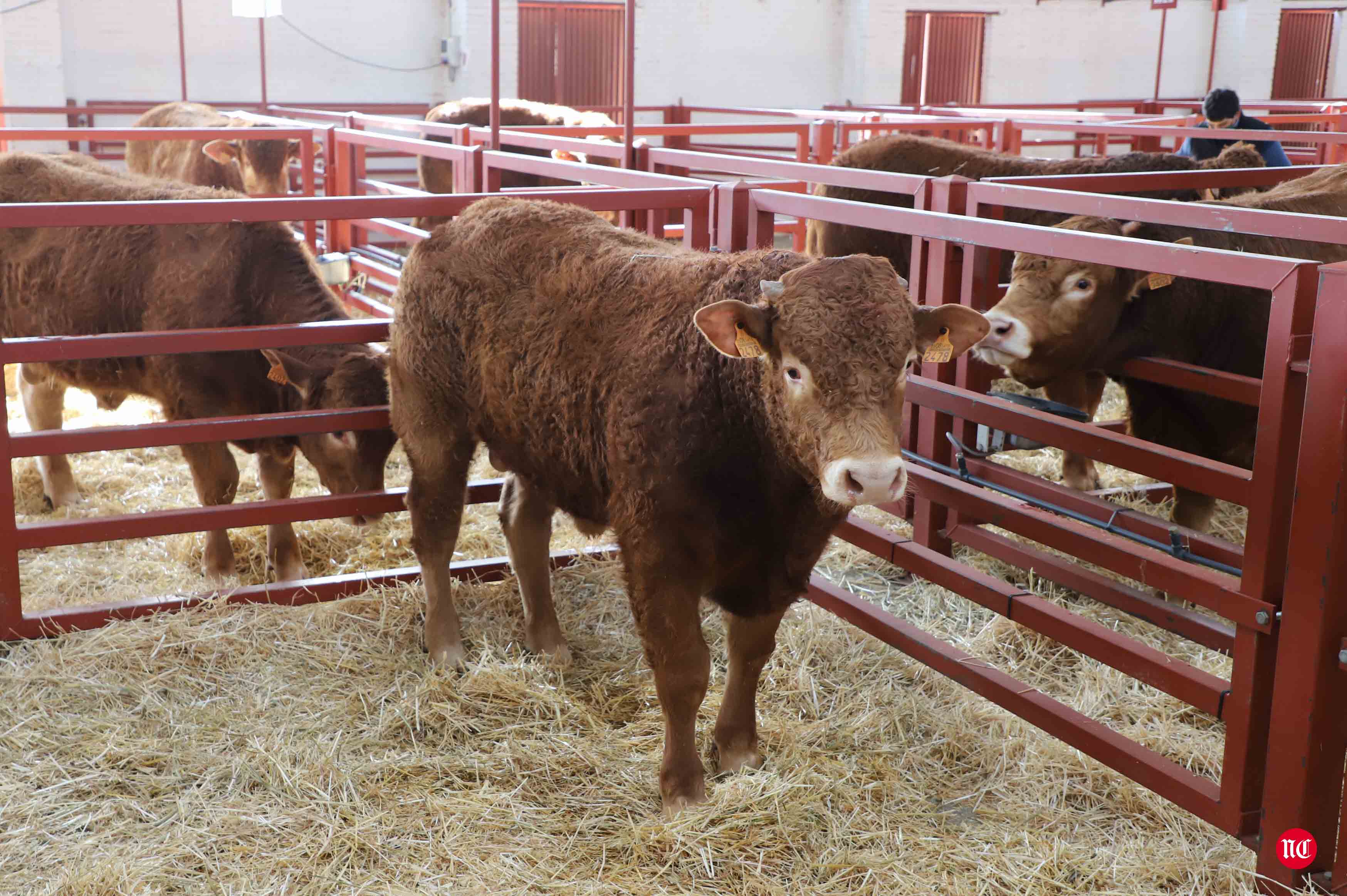 Fotos: Subasta Online de ganado Limusin