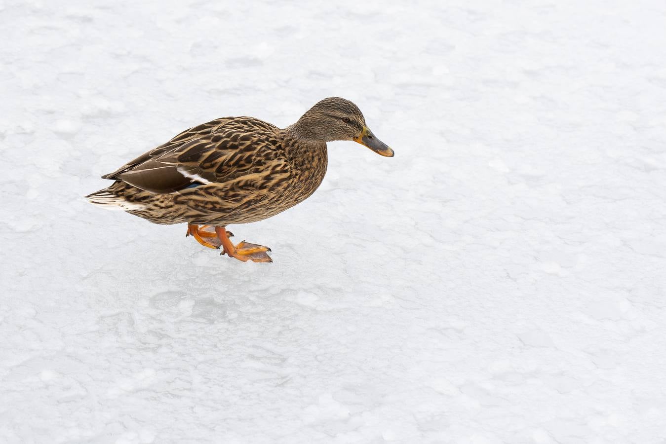 Fotos: El hielo, protagonista de este domingo en Valladolid