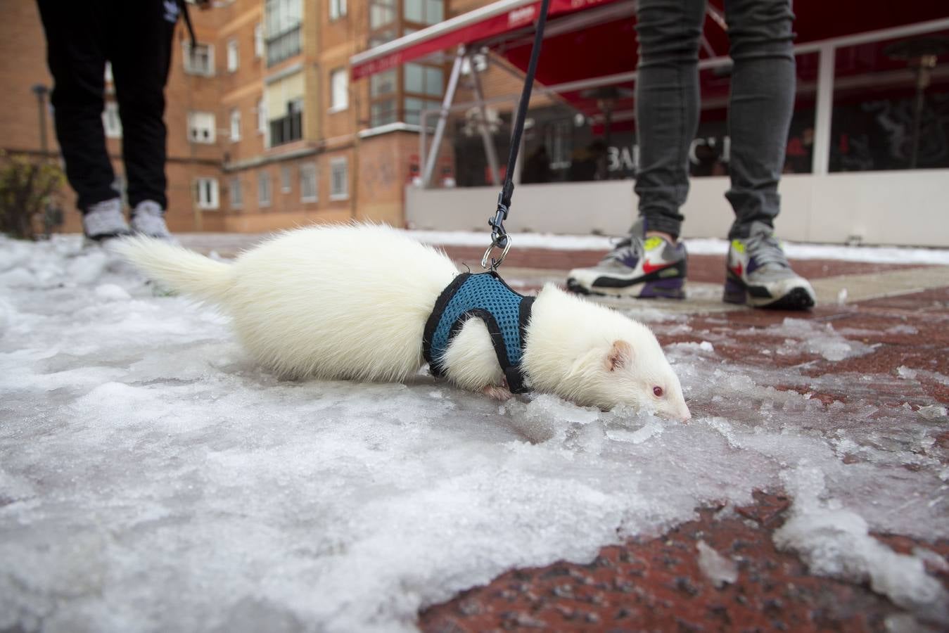 Fotos: El hielo, protagonista de este domingo en Valladolid