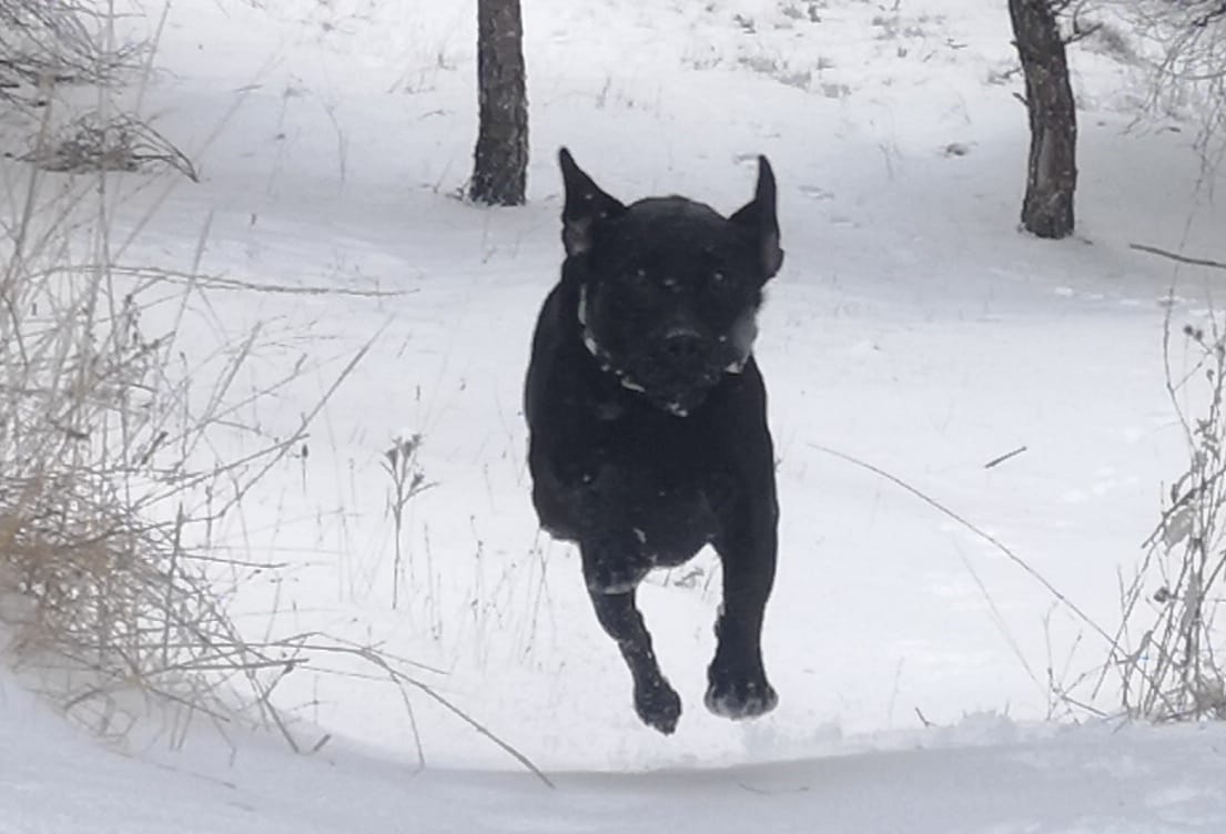 Cosso en la nieve zona Esgueva.