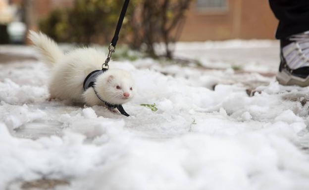 Un vecino de Valladolid pasea a su hurón este lunes sobre la nieve.