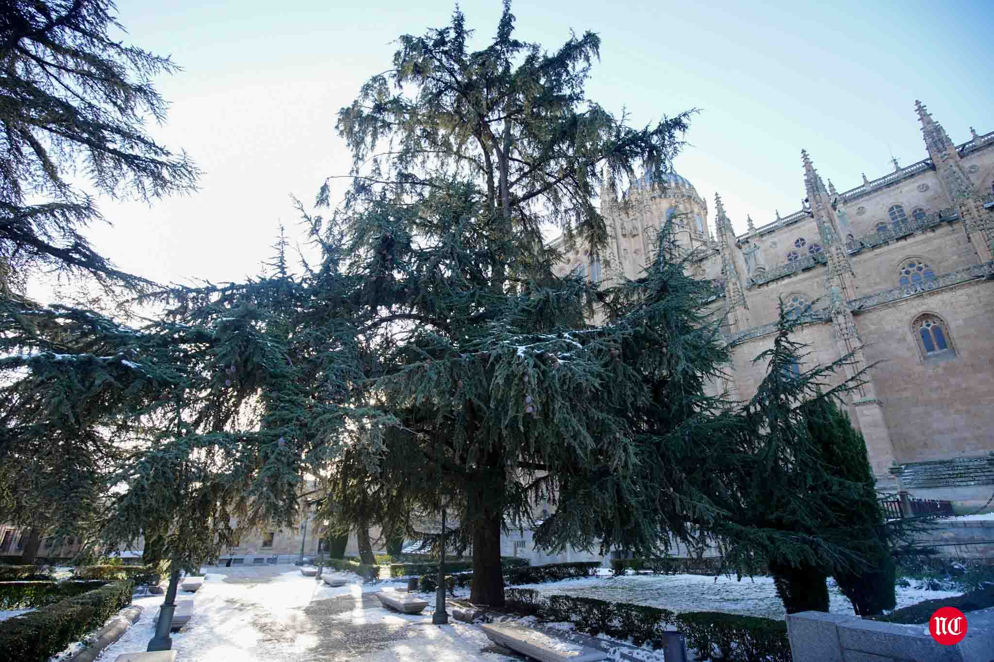 Fotos: Salamanca se intenta recuperar de Filomena