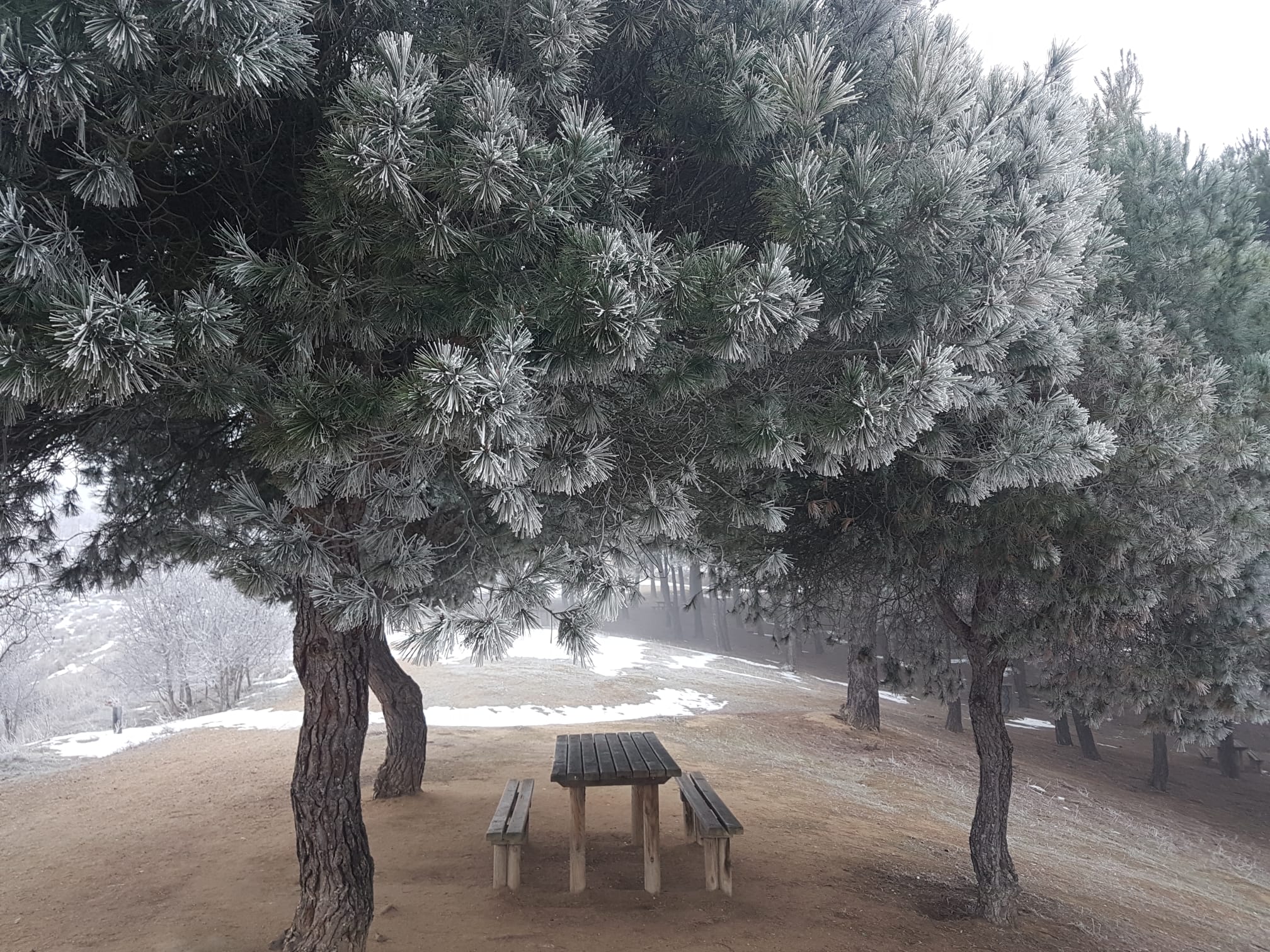 Fotos: Valladolid amanece cubierta de niebla