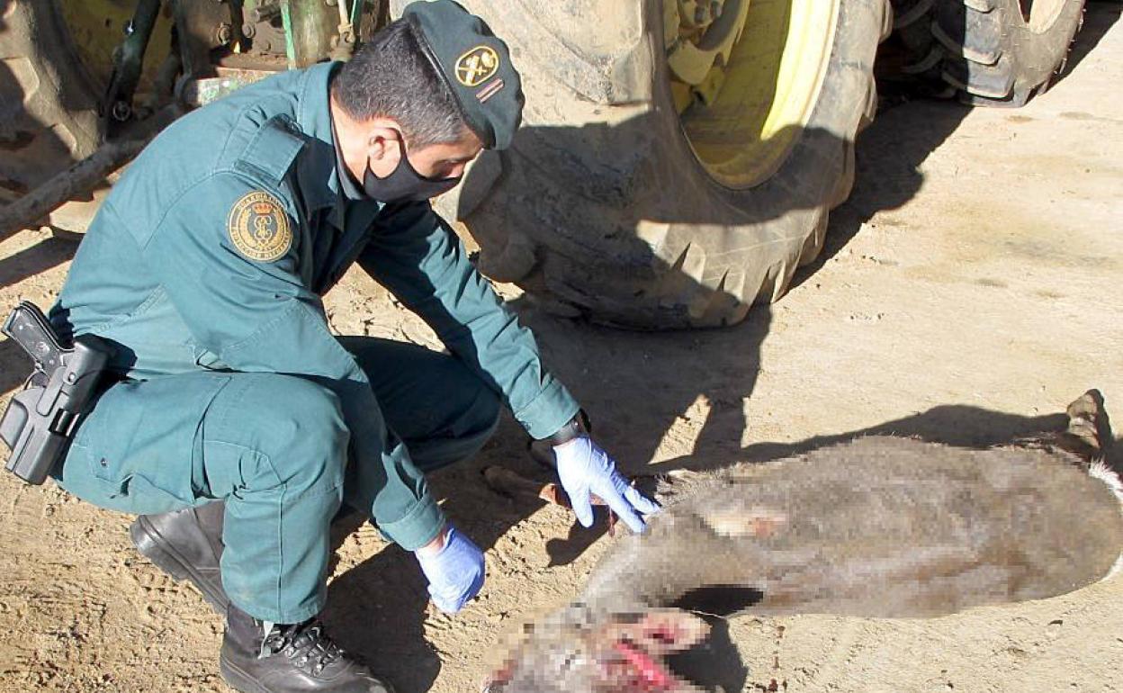 La Guardia Civil de Zamora investiga a un hombre que transportaba en el maletero de su coche un corzo muerto cuya tenencia legal no pudo demostrar documentalmente.