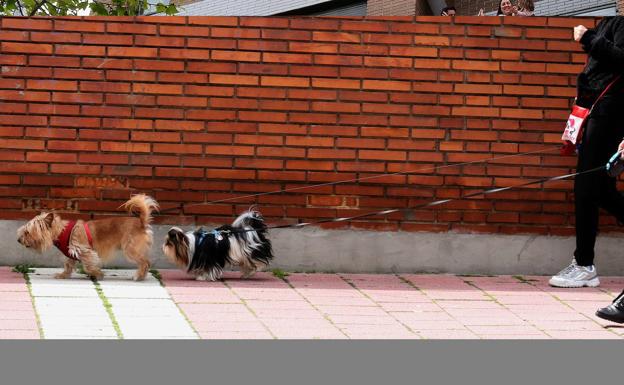 El toque de queda permite el paseo de perros, acudir al supermercado y farmacia más allá de las 20 horas